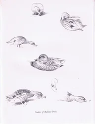 Studies van Wilde Eenden