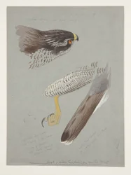 Studies van kop, voet en vleugel van mannelijke havik, c.1915
