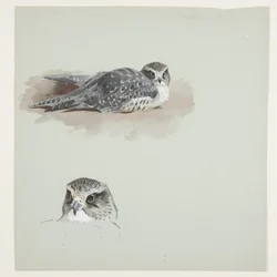 Twee kleuren schetsen van smelleken, c.1915