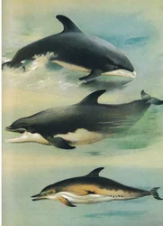 Witsnuitdolfijn, Tuimelaar en Gewone Dolfijn, uit Thorburns Zoogdieren gepubliceerd door Longmans en Co, ca. 1920
