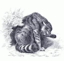 Wilde kat, uit Thorburn