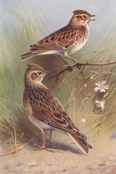 Boomleeuwerik, Veldleeuwerik