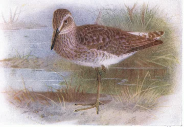 Bosruiter, uit Birds of the British Isles and Their Eggs gepubliceerd door Frederick Warne & Co Ltd, 1958