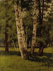 Berkenbomen