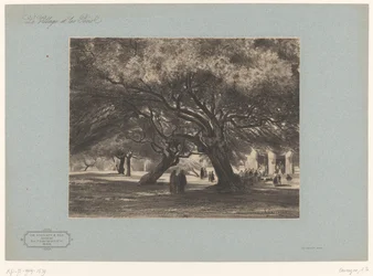 Eikenbomen bij de kerk van Cimiez