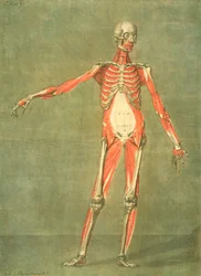 Dieper Spierstelsel van de Voorkant van het Lichaam, plaat 5 uit een volledige cursus anatomie met tekst door Jadelot, gegraveerd door de kunstenaar, gepubliceerd 1773