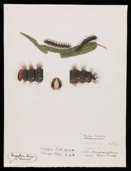 Rups, Epicoma contristis, Teara tristis