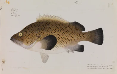 Oostelijke Wirra, Acanthistius ocellatus