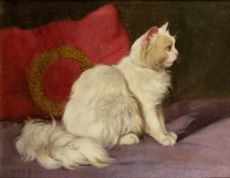 Witte Perzische kat