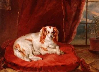 Een Cavalier King Charles Spaniël liggend op een rood kussen