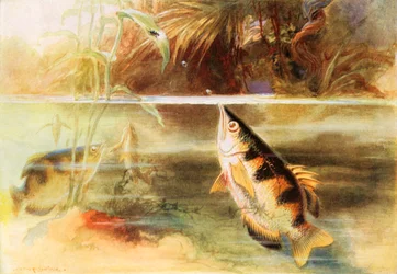 Een sportman tussen de vissen (kleurenlitho)