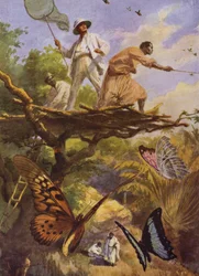 Mooie Vlinders: Vangen van Urania Rhiphoeus in Madagaskar