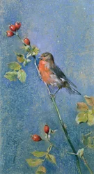 Roodborstje op een tak