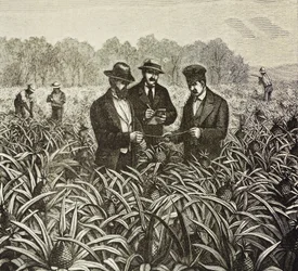 Engeland (19e eeuw). Kolonisatie (1880). Bahama ananasplantage. Engelse kolonie op New Providence Island. Ananassen waren een van de belangrijkste exportproducten uit de haven van Nassau. Gravure. Privécollectie