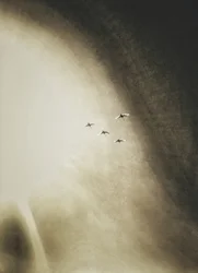 Vogels die door de lucht zweven