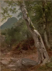 Een plataan, Plaaterkill Clove (De plataan, Kaaterskill Clove)