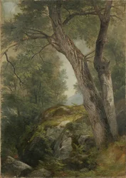 Witte walnootboom in Hague, Lake George, New York, 1862