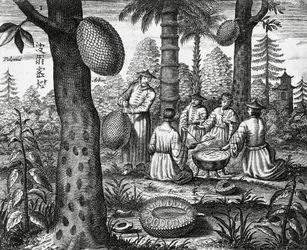 Chinese vruchten (Arbor polomie, Chinese papaja), gravure uit China monuments