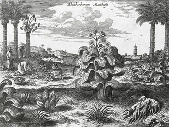 Rabarberplant, gravure uit China monuments
