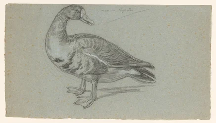 Schets van een opgezette eend