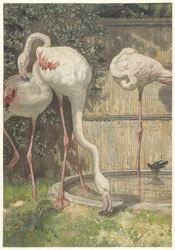 Drie flamingo