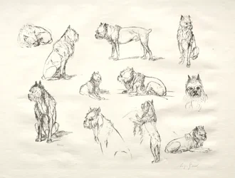 Studie van Honden