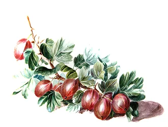 Kruisbessen