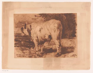 Stier in de wei