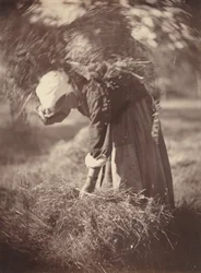 Boer