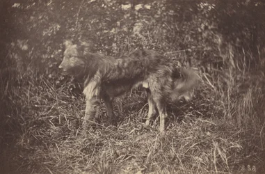Studie van een Hond, late 1870s