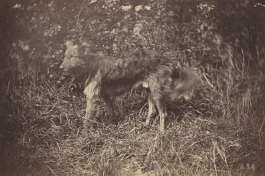 Studie van een hond,eind jaren 1870 (foto)