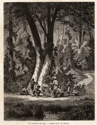 Het plukken van Syri, of betel, waarvan het met kalk bedekte blad essentieel is voor de productie van lokale Chic. Tekening door M. de Molins, om zijn reis naar Java te illustreren