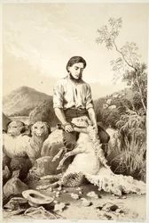 Schapenscheren, uit The History of Australasia door David Blair, McGrady, Thomson, en Niven, 1879
