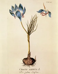 Botanisch: 