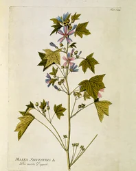 Botanisch: 