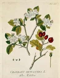Botanisch: 