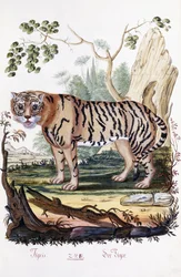 Tijger, 1794