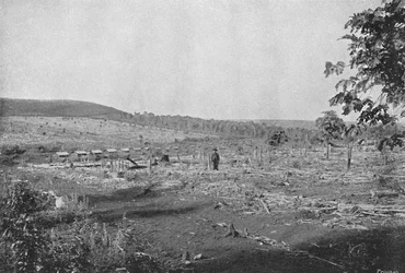 Plantacao de Cafe novo, 1895