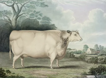 De Habertoft Korthoornige Prijs Koe, gegraveerd door C. Hunt, 1842