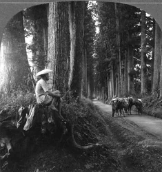 De heilige weg naar Nikko, Japan, 1905