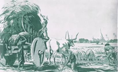 Een rijstveld in Birma, uit MacMillan schoolposters, c.1950-60s (litho)