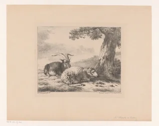 Bok en schaap