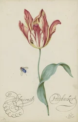 Studie van een tulp en een vlieg