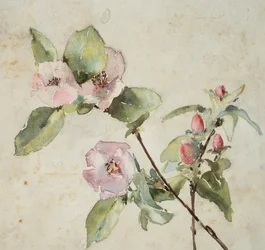 Takken met roze bloemen