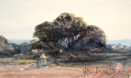Landschap: dennenboom en kleine toren
