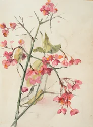 Roze bloemen