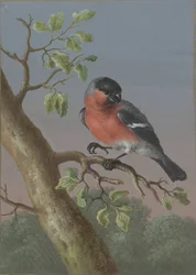 Goudvink