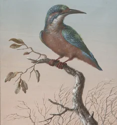 IJsvogel (Vier gouaches van vogels)