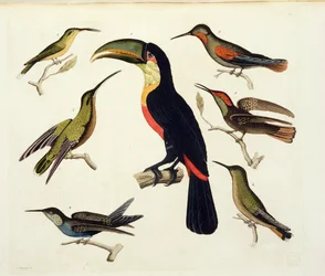 Inheemse vogels, waaronder de Toekan (midden), Amazone, Brazilië, uit 
