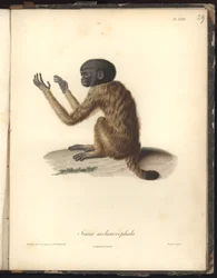Simia melanocephala, plaat XXIX, staalgravure door Louis Bouquet (1765-1814) naar een gravure van Nicola Huet (1770-1827), illustratie uit Recueil d